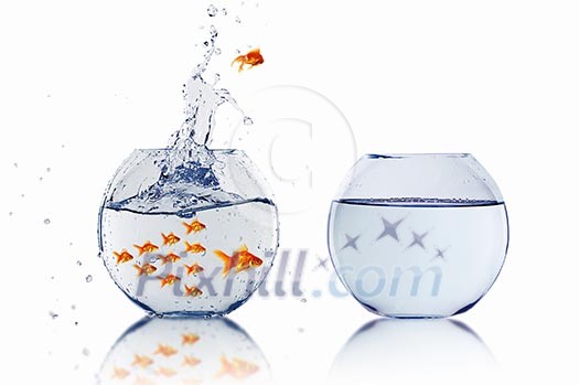 many gold fish together as symbol of teamwork many gold fish together as symbol of teamwork