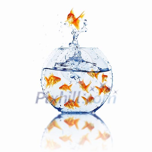 many gold fish together as symbol of teamwork many gold fish together as symbol of teamwork