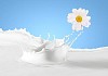 Pouring white and fresh milk with chamomiles on a background