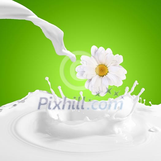 Pouring white and fresh milk with chamomiles on a background Pouring white and fresh milk with chamomiles on a background