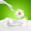 Pouring white and fresh milk with chamomiles on a background