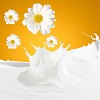 Pouring white and fresh milk with chamomiles on a background