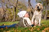 Boy playing in autumn park with a golden retriever.