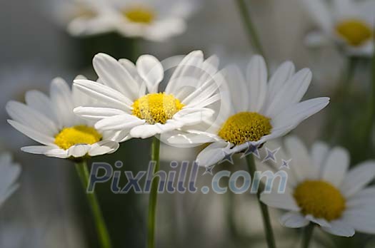 Daisies in spot sun light Daisies in spot sun light