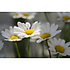 Daisies in spot sun light