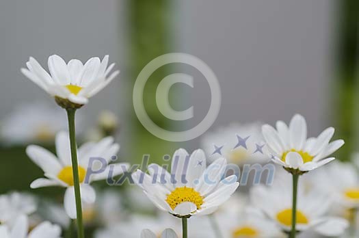 Many white daisies Many white daisies