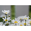 Many white daisies