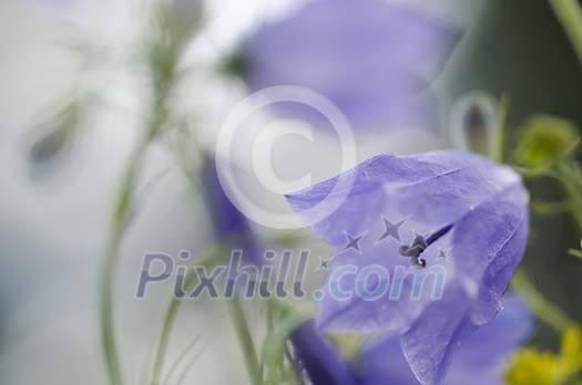 Close-up of Bluebell, blurred background as copyspace Close-up of Bluebell, blurred background as copyspace