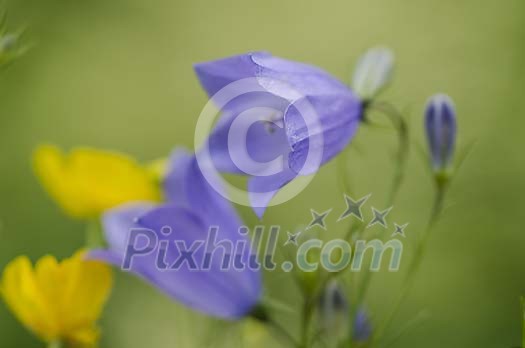 Low field of depth flower background Low field of depth flower background