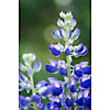 Close-up of blue lupin plant