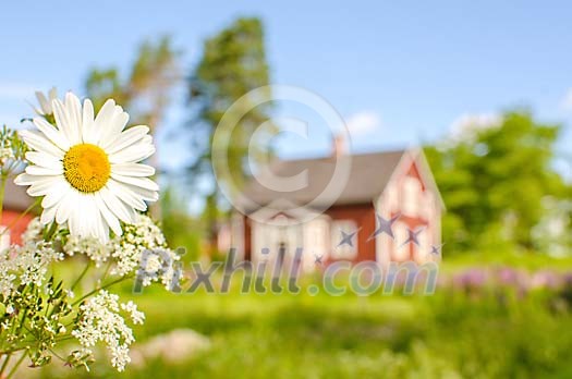 Summer with a daisy in front of a red wooden house Summer with a daisy in front of a red wooden house