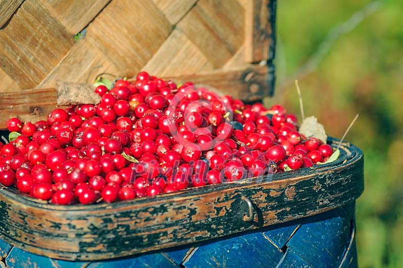 Lingonberry in a blue basket Lingonberry in a blue basket
