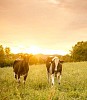 Two cows on the meadow at sunset