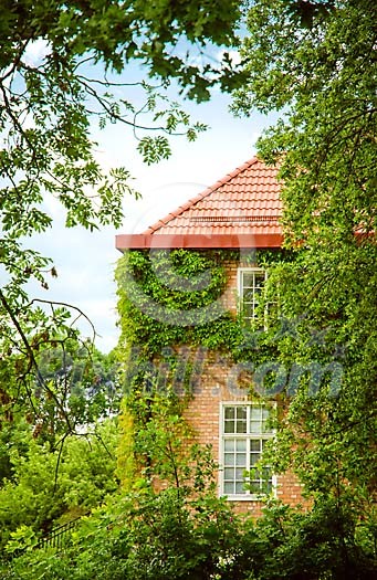 Stone house covered with ivy Stone house covered with ivy