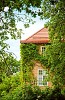 Stone house covered with ivy