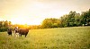 Three cows on the meadow