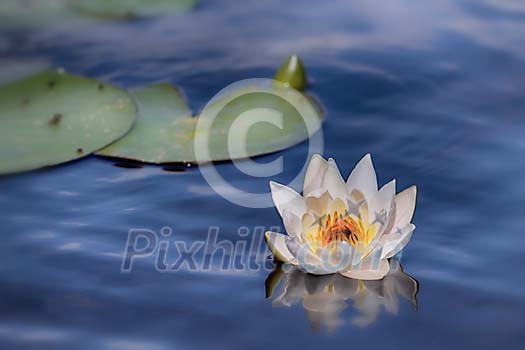 Blooming water lily on the water Blooming water lily on the water