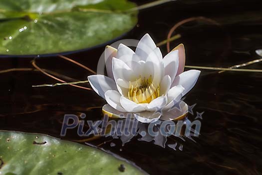 White water lily on the water White water lily on the water