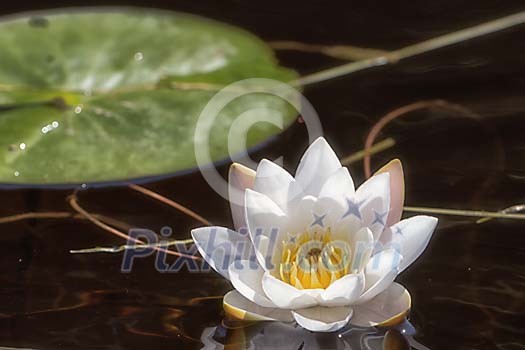 White water lily on the water White water lily on the water
