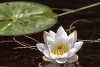 White water lily on the water