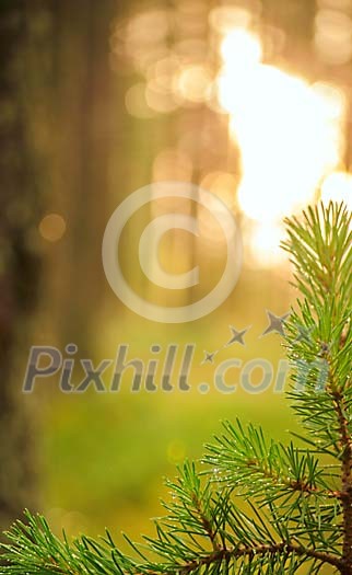 A pine tree framing the lower part of the image A pine tree framing the lower part of the image
