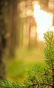 A pine tree framing the lower part of the image