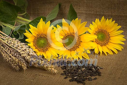 Sunflowers with seeds and wheat Sunflowers with seeds and wheat
