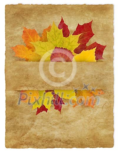 Autumn leaves on the oled paper Autumn leaves on the oled paper