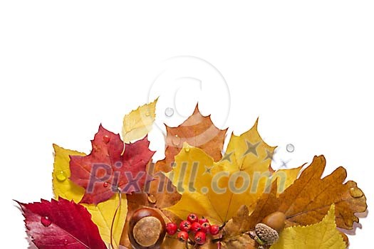 Collection of different leaves on a white background Collection of different leaves on a white background