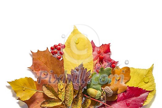 Different leaves on a white background Different leaves on a white background
