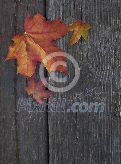 Maple leaves on a wooden surface Maple leaves on a wooden surface