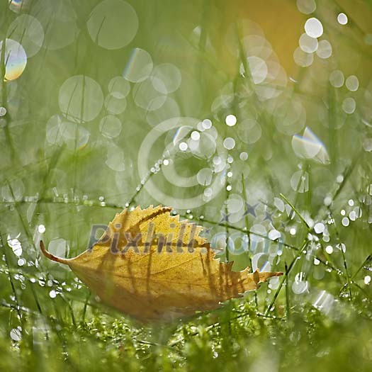 Sunshine on the wet grass Sunshine on the wet grass