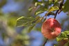 Red apple on the tree