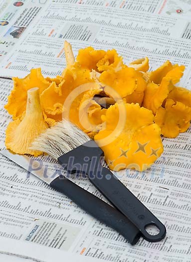 Clean chantarelle mushroom on newspaper Clean chantarelle mushroom on newspaper