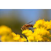 Close-up of Insect on yellow flowers