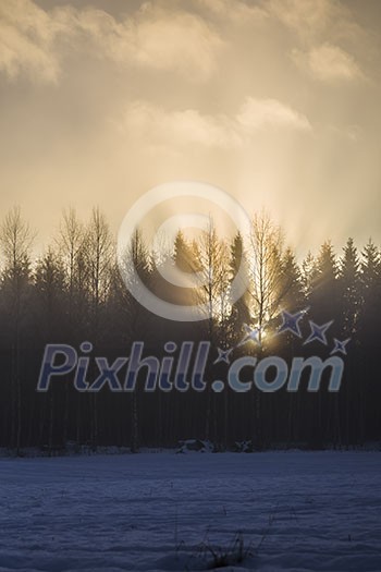 Sun shining through winter trees Sun shining through winter trees