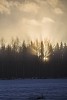 Sun shining through winter trees