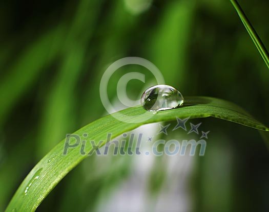 drop of dew on a blade of grass drop of dew on a blade of grass