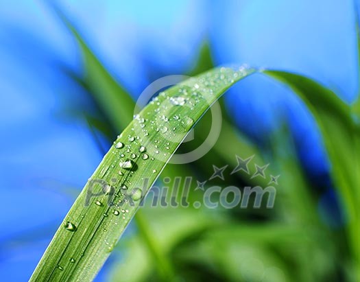 drop of dew on a blade of grass drop of dew on a blade of grass