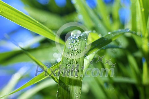 drop of dew on a blade of grass drop of dew on a blade of grass