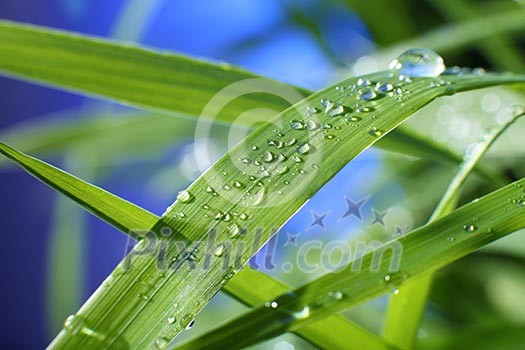 drop of dew on a blade of grass drop of dew on a blade of grass