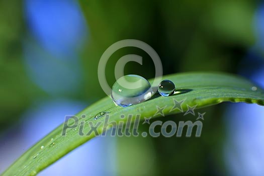 drop of dew on a blade of grass drop of dew on a blade of grass
