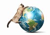 Image of siamese cat playing with globe. Elements of this image are furnished by NASA