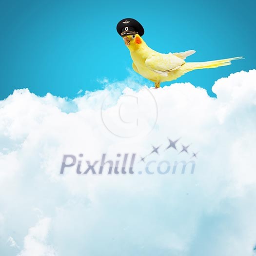 Image of funny parrot in funny hat Image of funny parrot in funny hat