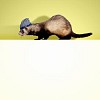 Image of funny polecat sitting on blank banner. Place for text