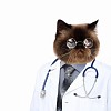 Funny fluffy cat doctor in a robe and glasses. collage