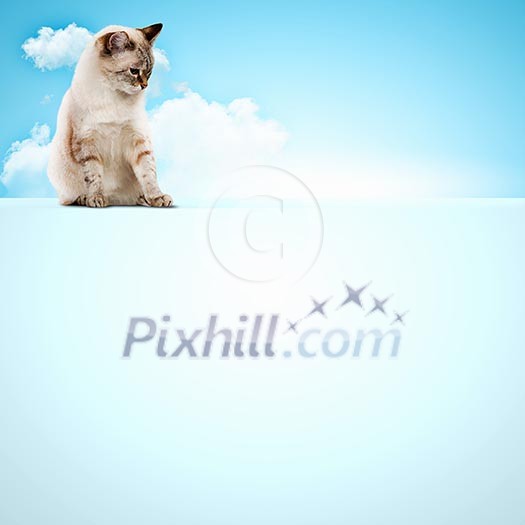 Image of siamese cat sitting on blank banner. Place for text Image of siamese cat sitting on blank banner. Place for text