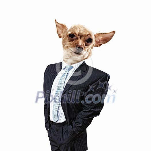 Funny portrait of a dog in a suit on an white background. Collage. Funny portrait of a dog in a suit on an white background. Collage.