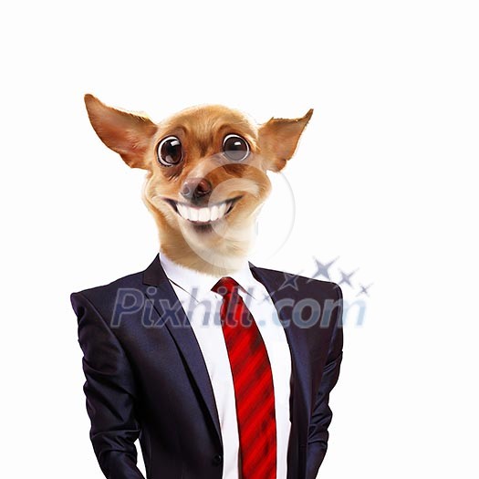 Funny portrait of a dog in a suit on an white background. Collage. Funny portrait of a dog in a suit on an white background. Collage.