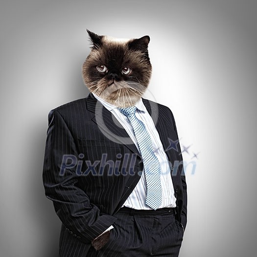 Funny fluffy cat in a business suit businessman. collage